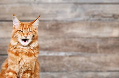 Kırmızı bir kediye yaklaş