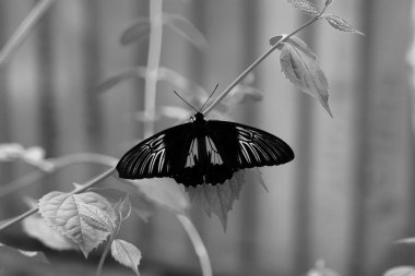 Kelebek çiçeğe yakın görüntüde