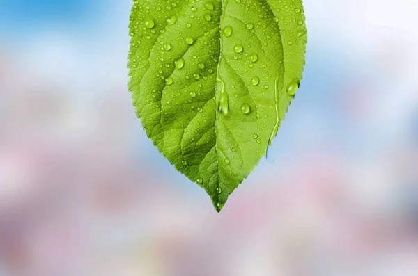 Hoja Verde Con Gotas Rocío —  Fotos de Stock