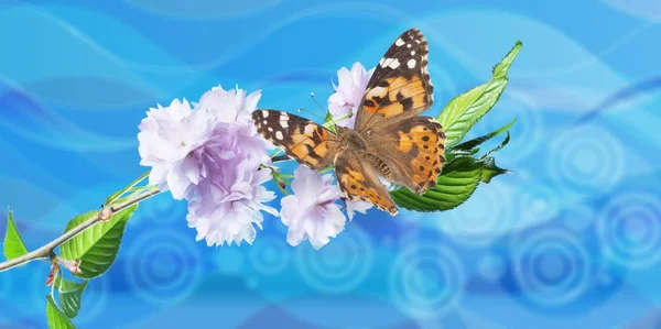 花を背景に青い蝶 — ストック写真