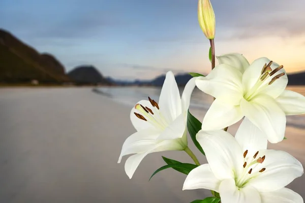 Lindos Lírios Brancos Flores Fundo — Fotografia de Stock