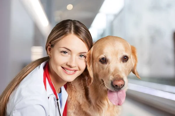 Vrouwelijke Jonge Dierenarts Met Een Hond — Stockfoto