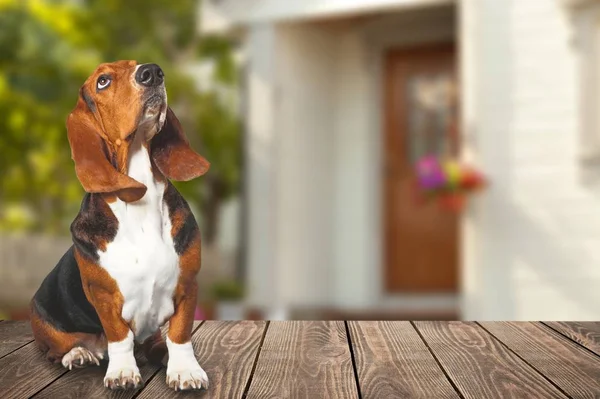 Perro Basset Hound Suelo Madera — Foto de Stock