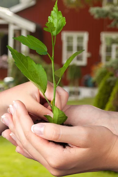 Plante Verte Dans Les Mains Humaines Sur Fond Flou — Photo