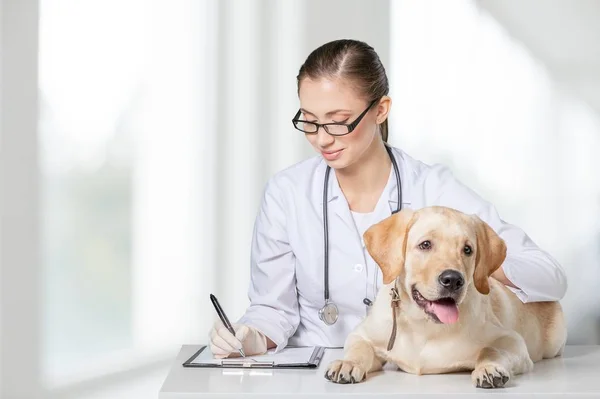 Veterinário Jovem Com Cão Clínica — Fotografia de Stock