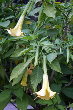 Brugmansia samginea, yaz sonuna kadar bitkiler ve çiçekler, Zagreb, Hırvatistan, Avrupa