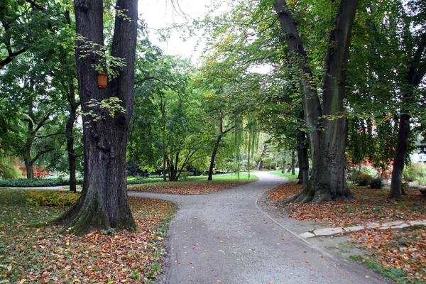 Cultivated Forest Plants Flowers End Summer Zagreb Croatia Europe — стоковое фото