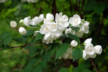 Bahar mevsimi beyaz çiçekleriyle dekoratif park çalılığı, Zagreb, Hırvatistan ve Avrupa