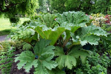 Topçu manikürü, çalılık, yaz sonuna kadar bitkiler, Zagreb, Hırvatistan, Avrupa