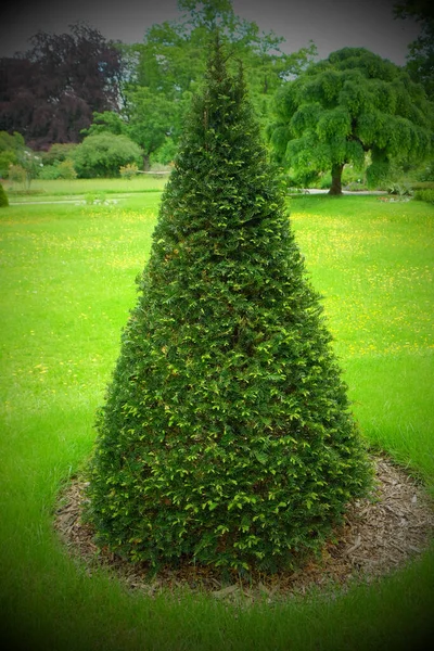 Taxus baccata L., ağaç, yaz sonuna kadar bitkiler, Zagreb, Hırvatistan, Avrupa