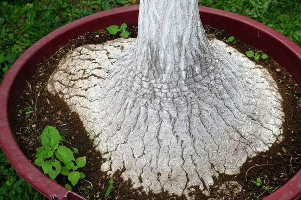 Palmier Les Racines Dans Bocal Plantes Ici Fin Été Zagreb — Photo