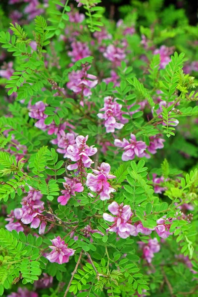Ağaç ve çiçeklerle dolu bir parkın ayrıntıları, yaz sonuna kadar bitkiler, Zagreb, Hırvatistan ve Avrupa