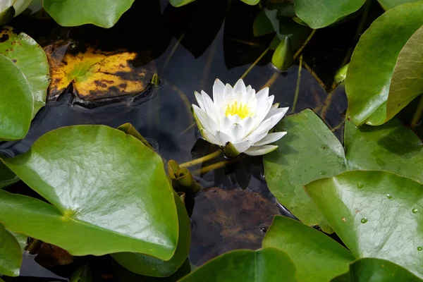 Nymphea Waterplanten Bloemen Tegen Het Einde Van Zomer Zagreb Kroatië — Stockfoto