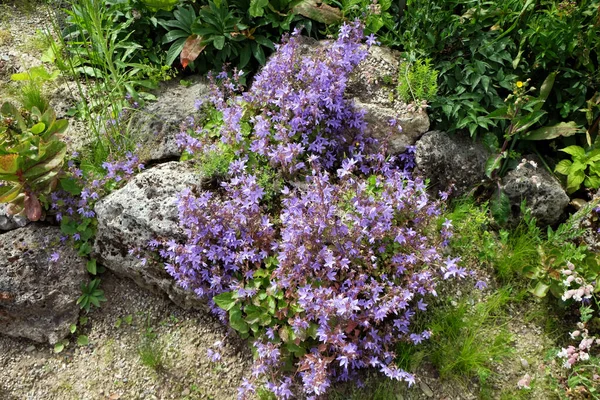 Detail Park Tree Flowers Plants End Summer Zagreb Croatia Europe — Stock Photo, Image