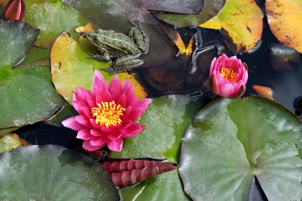 Yaz sonuna kadar Nymphea, su bitkileri ve çiçekler, Zagreb, Hırvatistan ve Avrupa