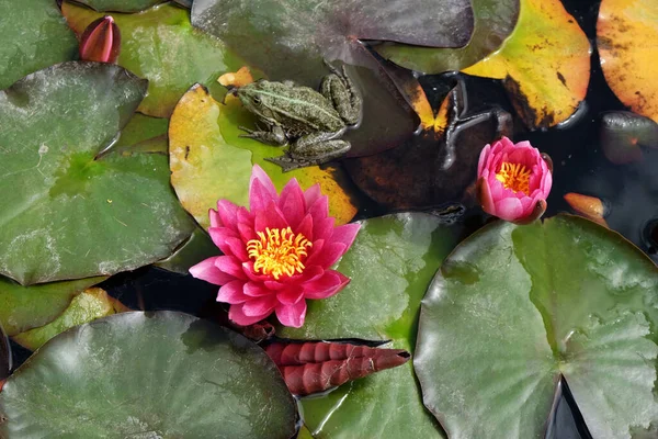 Nymphea Waterplanten Bloemen Tegen Het Einde Van Zomer Zagreb Kroatië — Stockfoto