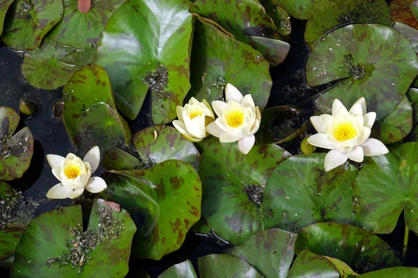 Yaz sonuna kadar Nymphea, su bitkileri ve çiçekler, Zagreb, Hırvatistan ve Avrupa