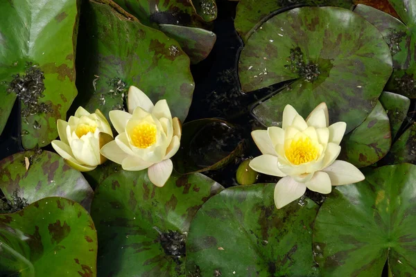 Nymphea Waterplanten Bloemen Tegen Het Einde Van Zomer Zagreb Kroatië — Stockfoto