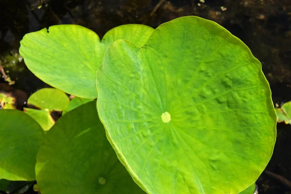 Ağaç ve çiçeklerle dolu bir parkın ayrıntıları, yaz sonuna kadar bitkiler, Zagreb, Hırvatistan ve Avrupa