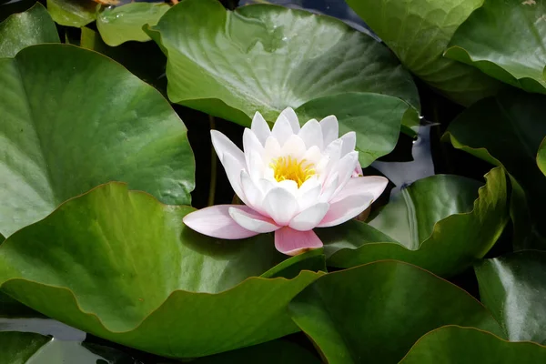 Nymphea Waterplanten Bloemen Tegen Het Einde Van Zomer Zagreb Kroatië — Stockfoto