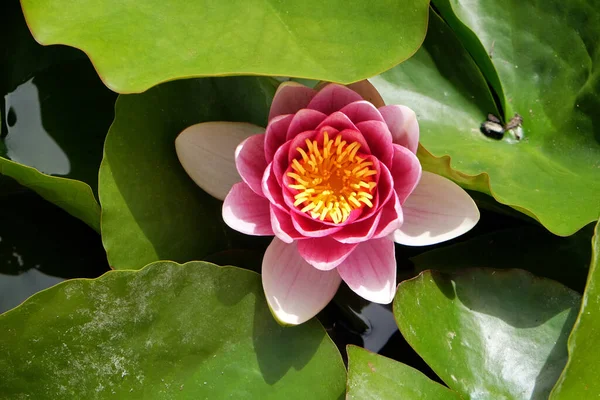 Nymphea Waterplanten Bloemen Tegen Het Einde Van Zomer Zagreb Kroatië — Stockfoto