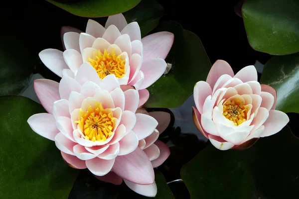 Nymphea Waterplanten Bloemen Tegen Het Einde Van Zomer Zagreb Kroatië — Stockfoto