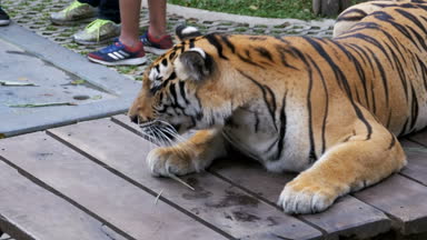 Hayvan zinciri kaplan turist ile fotoğraf çekmek için parkta. Pattaya, Tayland