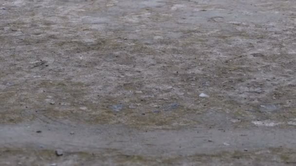 Druppels regen vallen naar de stoep vormen een plas. Time-lapse — Stockvideo