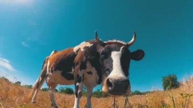 Mavi gökyüzü arka plan üzerinde bir çayır üzerinde otlatma güzel gri ve beyaz inek