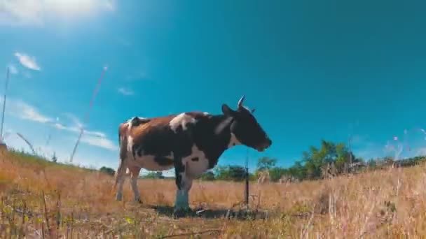 Vaca cinzenta e branca bonita que agarra em um prado no fundo azul do céu — Vídeo de Stock