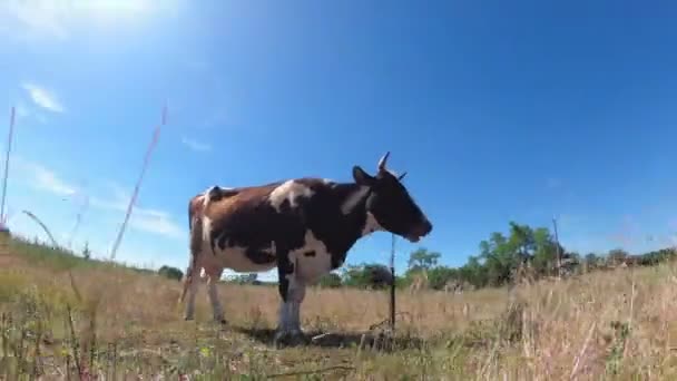 Mooie grijze en witte koe grazen op een weide op blauwe hemelachtergrond — Stockvideo