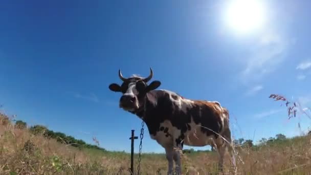 Όμορφα γκρίζα και άσπρα αγελάδα που βόσκουν σε ένα λιβάδι σε φόντο μπλε του ουρανού — Αρχείο Βίντεο
