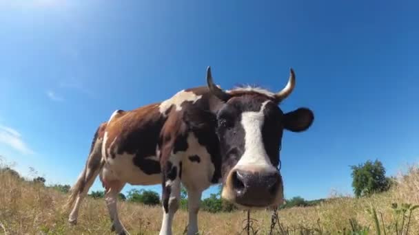 Hermosa vaca gris y blanca pastando en un prado en el fondo del cielo azul — Vídeo de stock