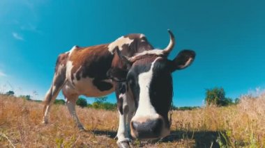 Mavi gökyüzü arka plan üzerinde bir çayır üzerinde otlatma güzel gri ve beyaz inek. Ağır çekim