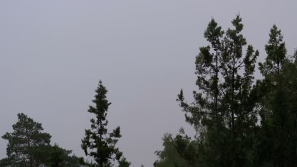 Un día lluvioso. Lluvia de verano sobre un fondo de árboles y cielo — Vídeos de Stock