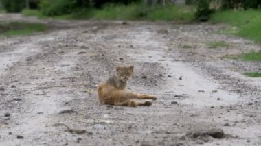 Evsiz gri kirli kedi, aç eski püskü ve hasta oturur köyü sokakta kırsal bir yolda