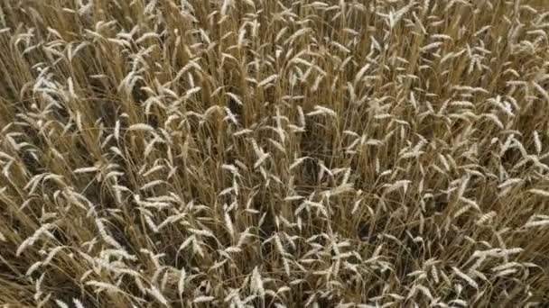 Campo de trigo en el pueblo — Vídeo de stock