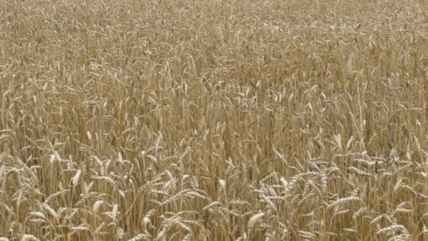 Campo de trigo en el pueblo — Vídeo de stock