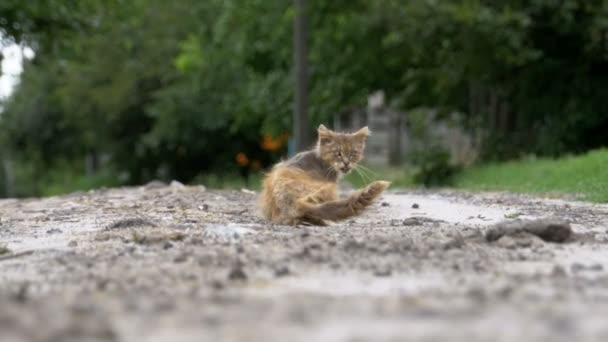 Chat sale gris sans abri, affamé, minable et malade, assis sur une route rurale sur la rue Village — Video