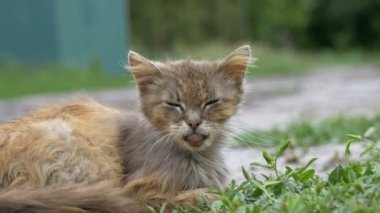 Evsiz gri kirli kedi, aç eski püskü ve hasta oturur köyü sokakta kırsal bir yolda
