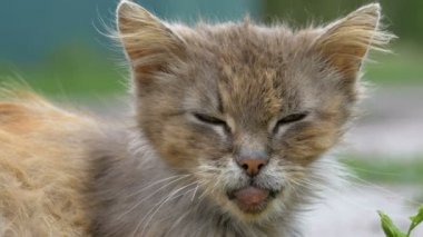 Evsiz gri kirli kedi, aç eski püskü ve hasta oturur köyü sokakta kırsal bir yolda