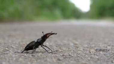 Asfalt yol üzerinde böcek geyik ürkütüyor. Lucanus cervus