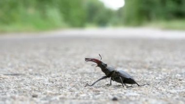 Asfalt yol üzerinde böcek geyik ürkütüyor. Lucanus cervus