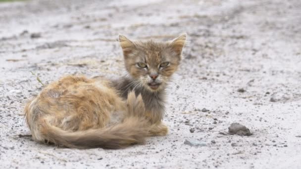 Бездомный серый грязный кот, голодный и больной, сидит на сельской дороге на Виллидж-стрит — стоковое видео
