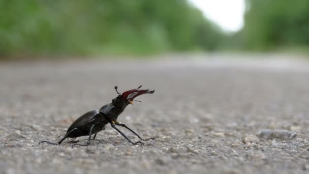 Beetle rådjur på asfaltvägen kryper. Lucanus cervus — Stockvideo