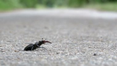 Asfalt yol üzerinde böcek geyik ürkütüyor. Lucanus cervus