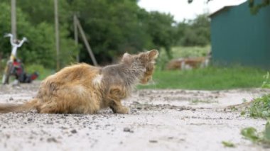 Evsiz gri kirli kedi, aç eski püskü ve hasta oturur köyü sokakta kırsal bir yolda