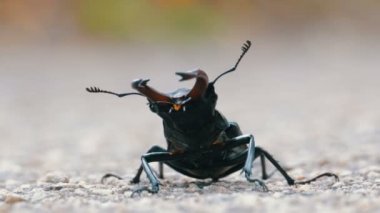 Asfalt yol üzerinde böcek geyik ürkütüyor. Lucanus cervus