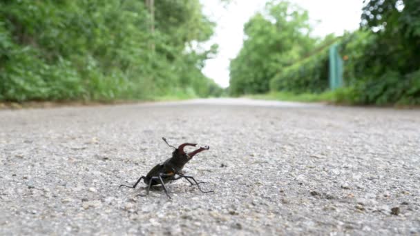 在沥青路面上的甲壳虫鹿爬行。Lucanus 鹿 — 图库视频影像