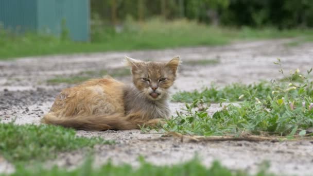 Evsiz gri kirli kedi, aç eski püskü ve hasta oturur köyü sokakta kırsal bir yolda — Stok video